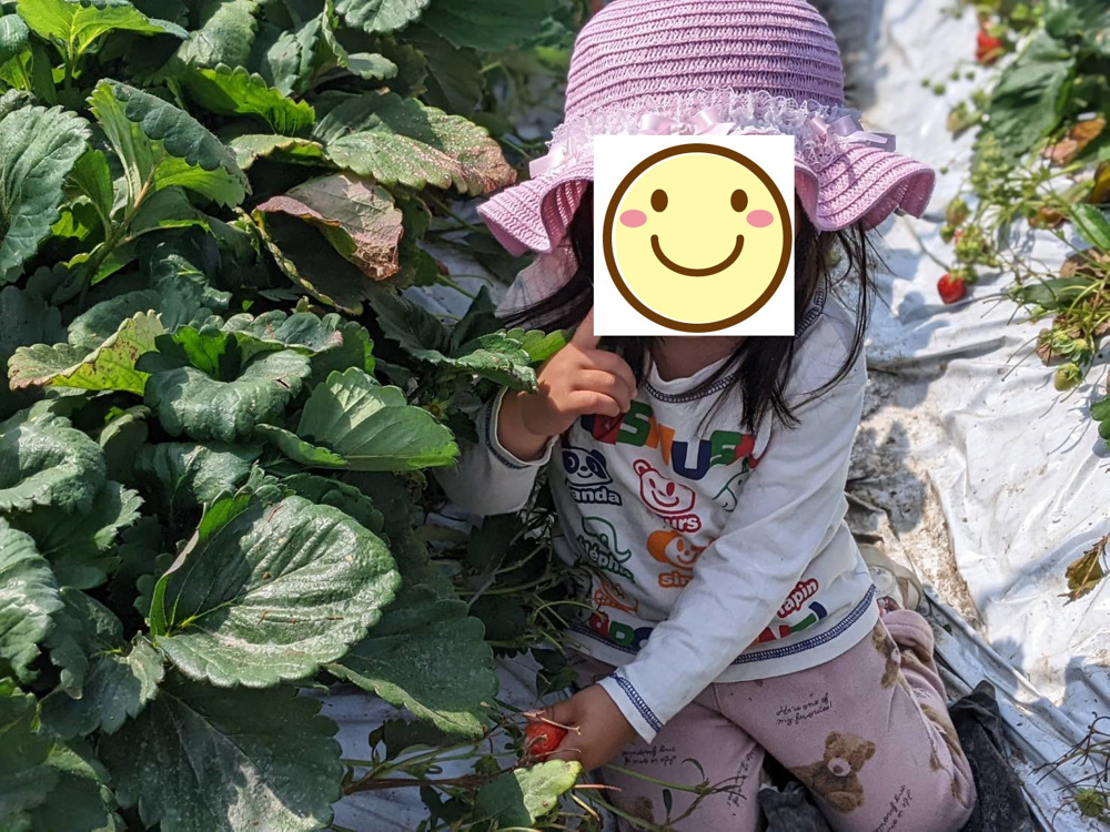 「いちご狩り」の画像