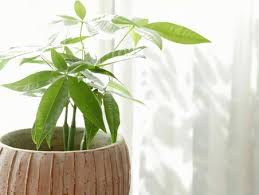 暮らしが豊かになる観葉植物の画像