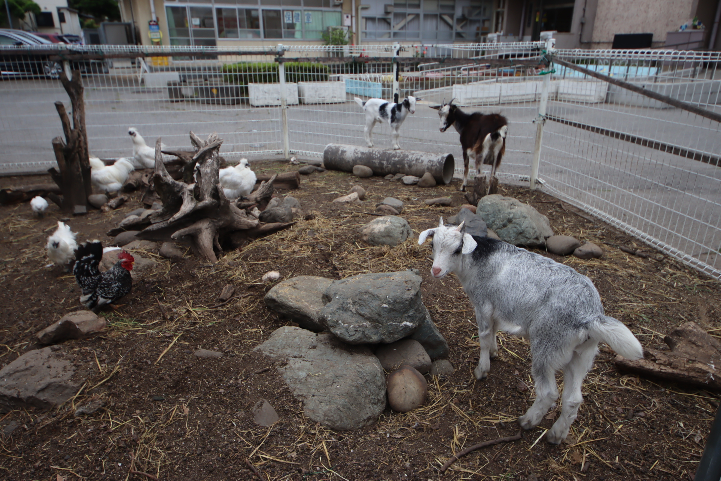 芝川小学校に住んでるヤギさんの画像