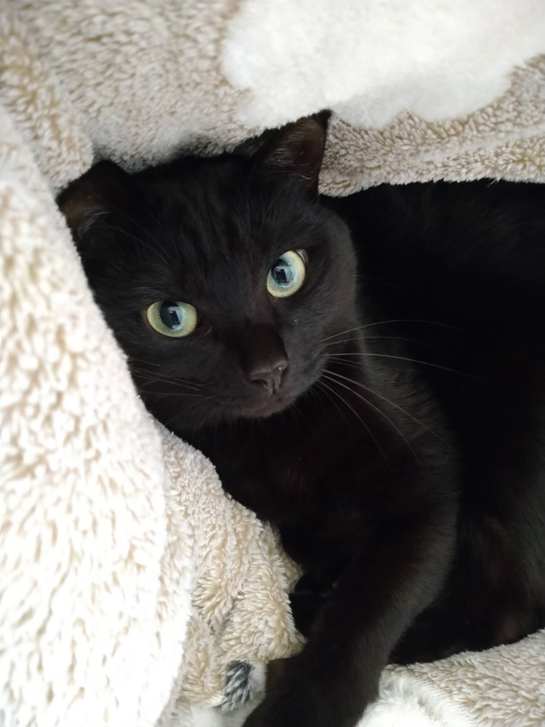 猫の豆知識①の画像