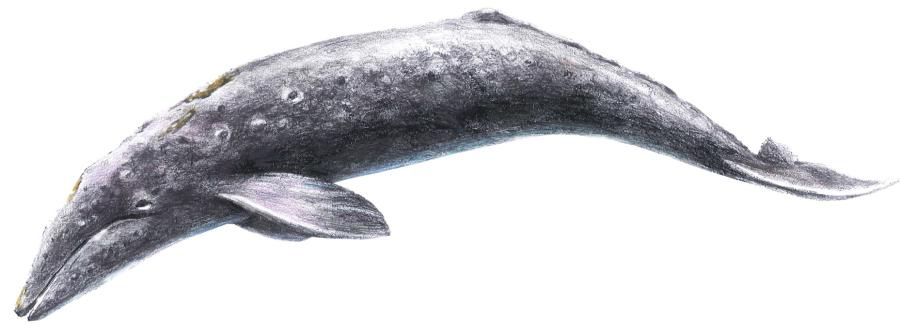 昭島にクジラがいた話...の画像