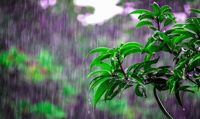 五月雨の画像