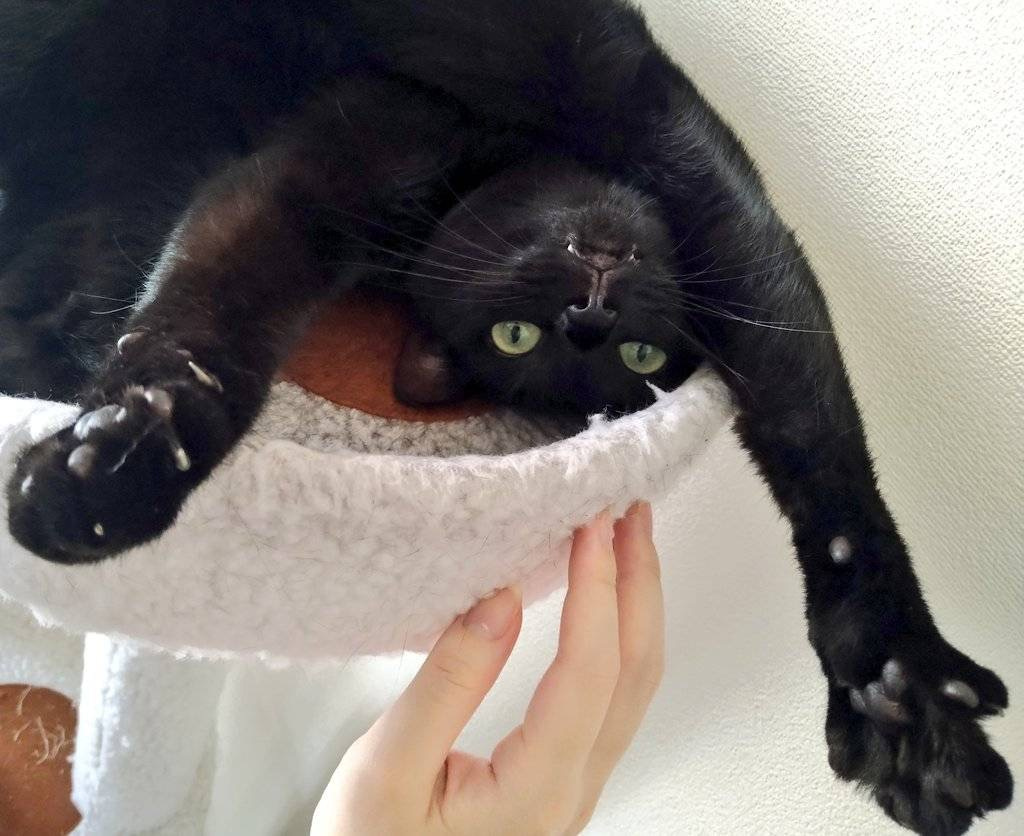 猫の豆知識②の画像