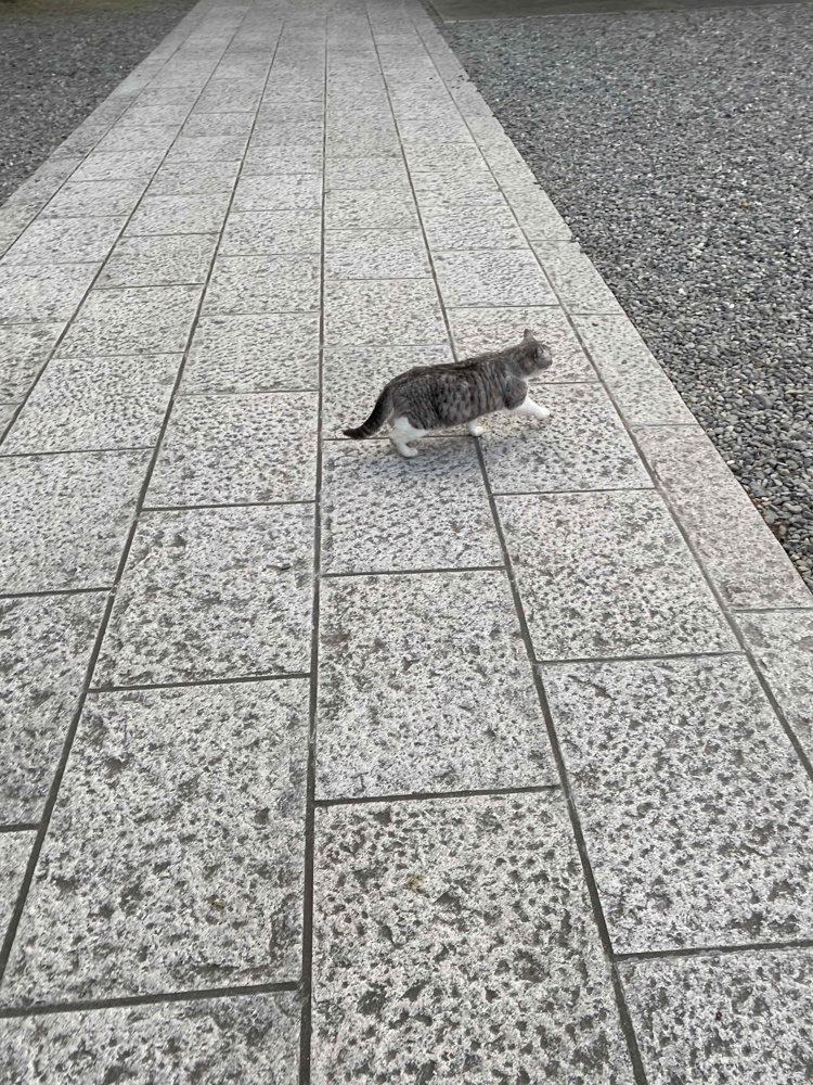「本日の猫さん」の画像