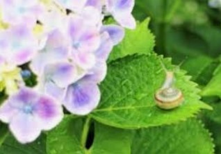 ☆紫陽花☆の画像