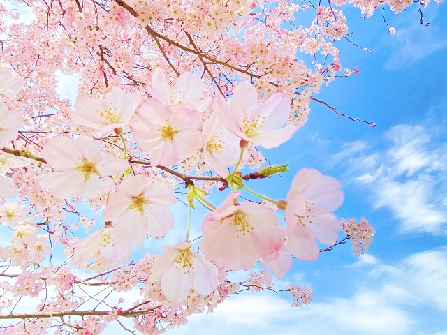 歴史と桜を楽しもう！京成津田沼駅の近くにある鷺沼城址公園をご...の画像
