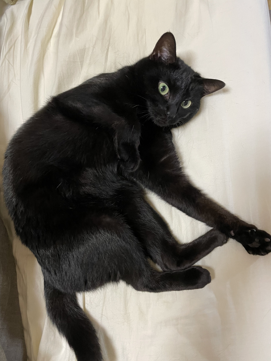 猫の豆知識④の画像