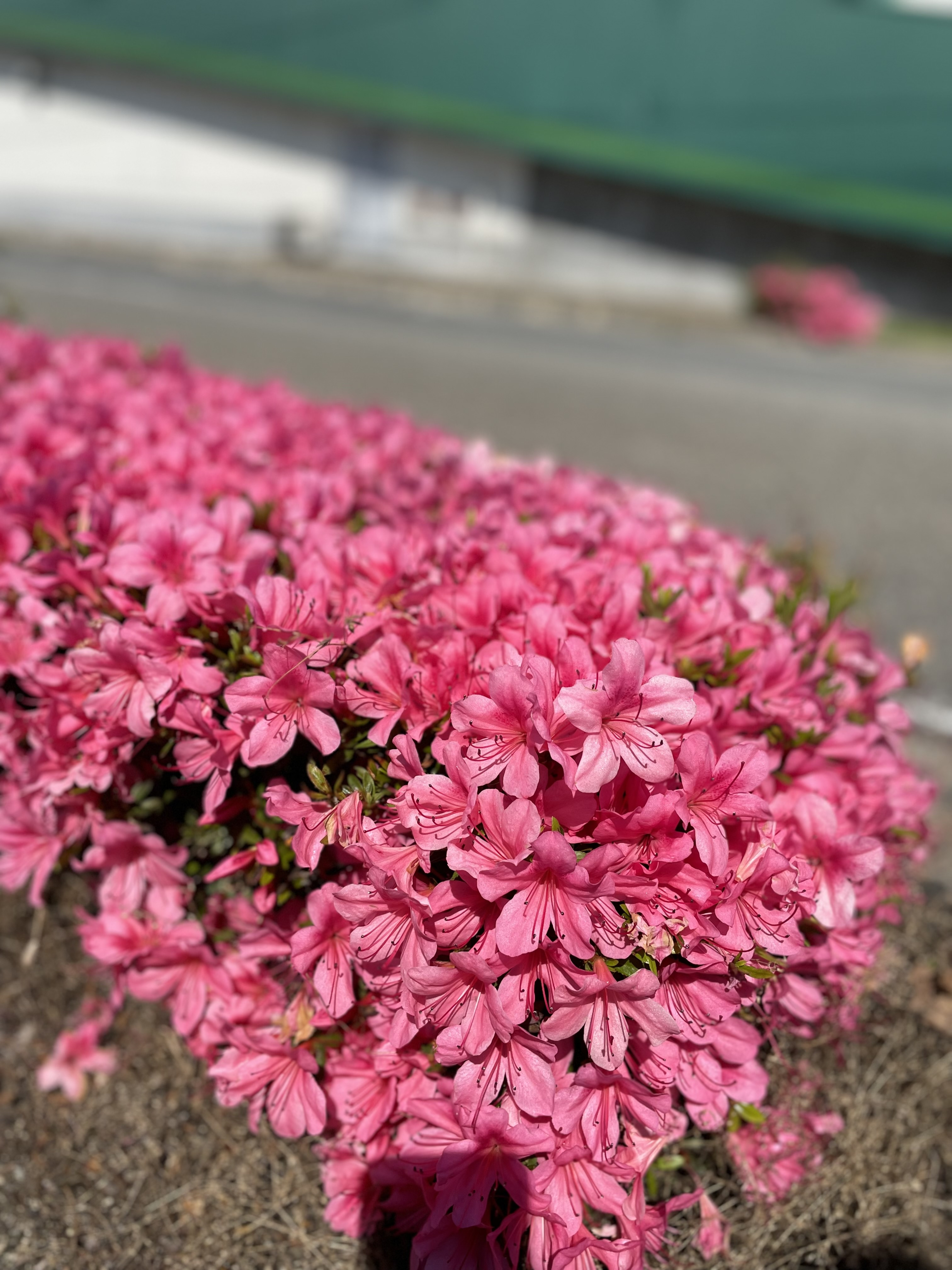 フラワーボール現わる⁉︎の画像