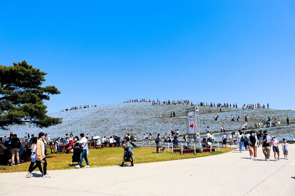 「【GWのおでかけ】部長桑山」の画像