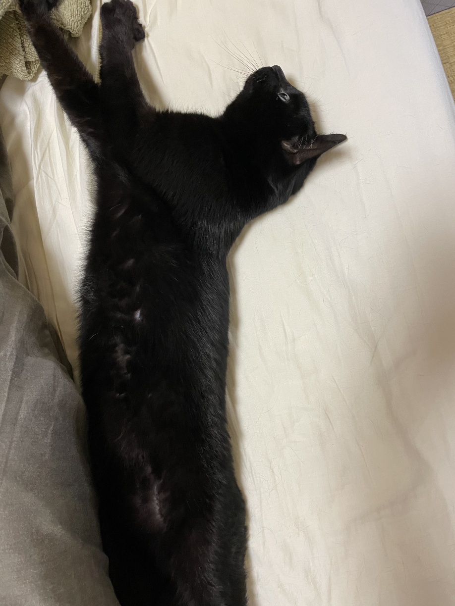 猫の豆知識⑤の画像
