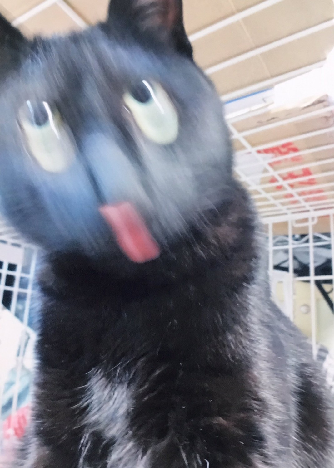 猫の豆知識⑥の画像