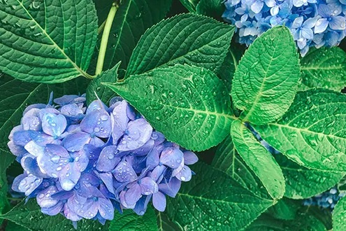 梅雨ってなに？梅雨でもいいこと！の画像