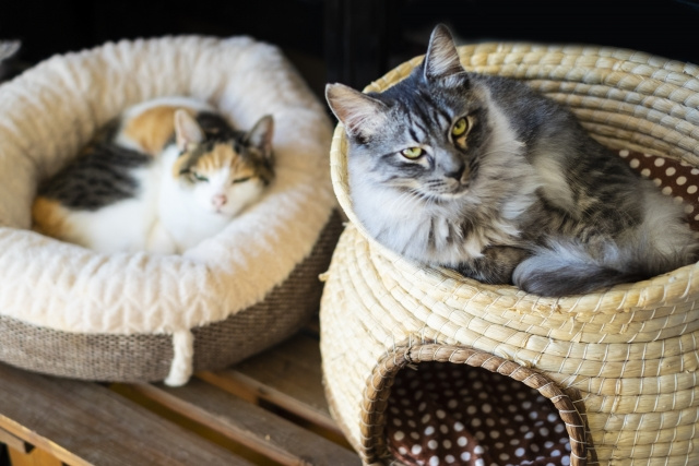 賃貸物件で猫を飼うときの注意点と鳴き声などの対策をご紹介の画像