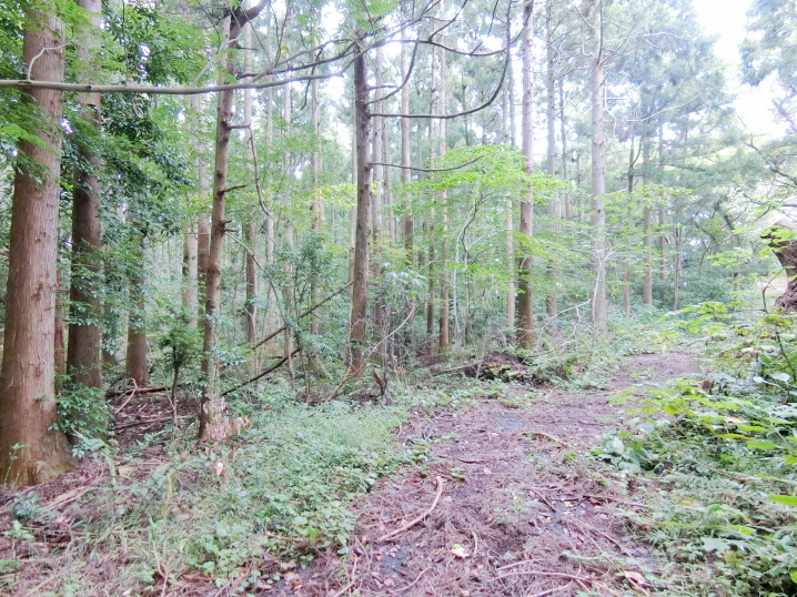 【自分専用キャンプ地】伊豆で自分専用のキャンプ地に最適♪の画像