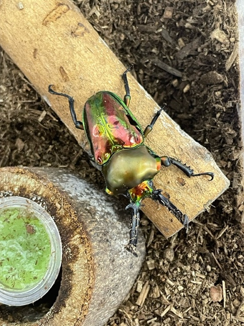 伊丹市には昆虫館あり！の画像