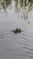 「かるがも・・？」の画像