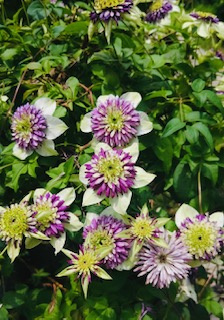 花♪花♪花♪の画像