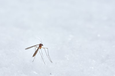 本格的な夏前に虫対策を！侵入・発生させない方法の画像
