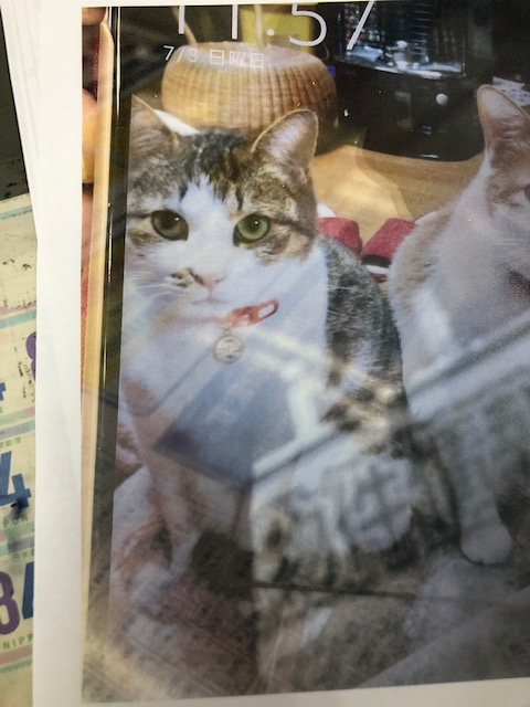 猫、探しております。の画像