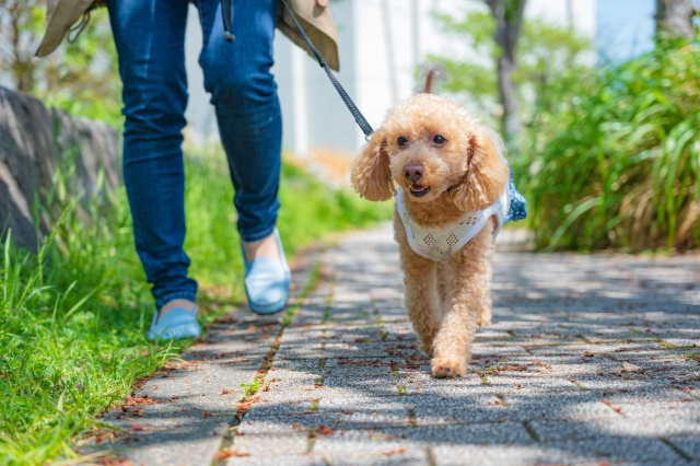 明石市でペット飼育可能な賃貸に住みたい！種類によっては飼えな...の画像