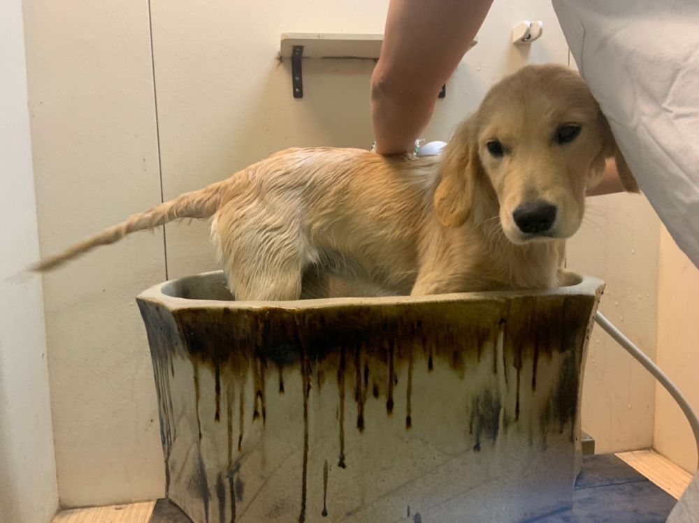 「【誕生日旅行】部長桑山」の画像