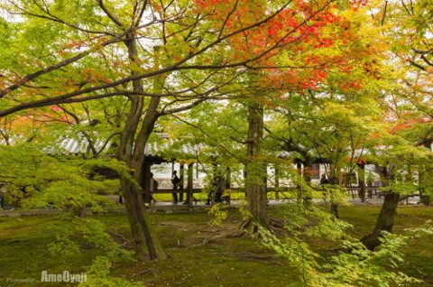 京都 東福寺 通天橋の画像