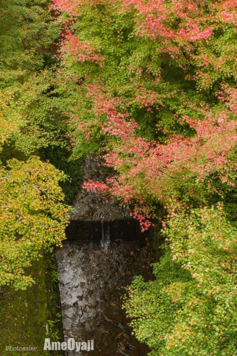 せせらぎの画像