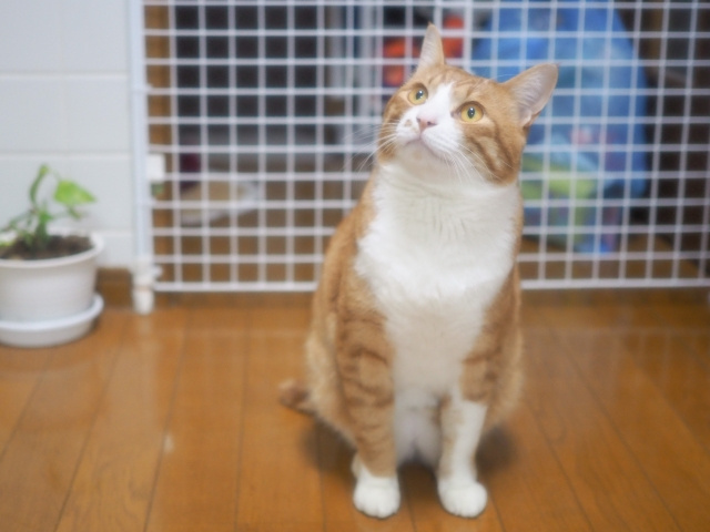 賃貸物件で猫を飼育したい方へ！鳴き声や足音・におい・爪とぎの...の画像