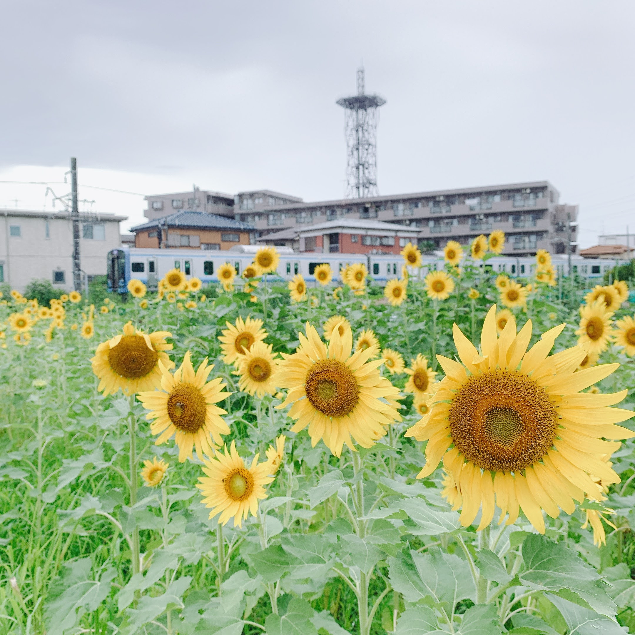 寒川のひまわりの画像
