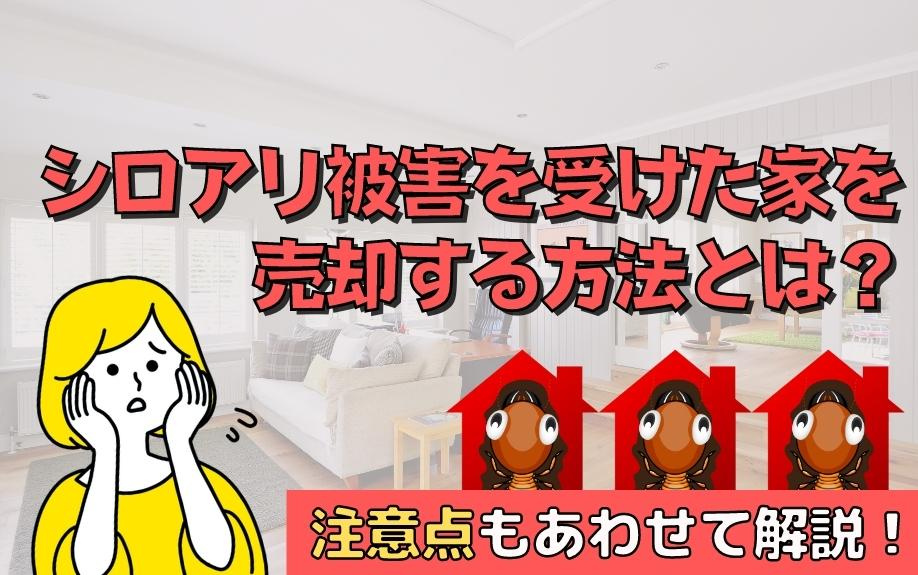 シロアリ被害を受けた家を売却する方法とは？注意点もあわせて解説！の画像