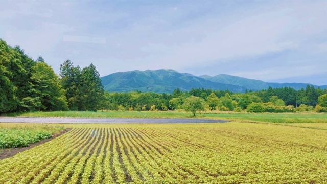 農地の売却が難しいのはなぜ？農地が売却しづらい理由と売却方法...の画像