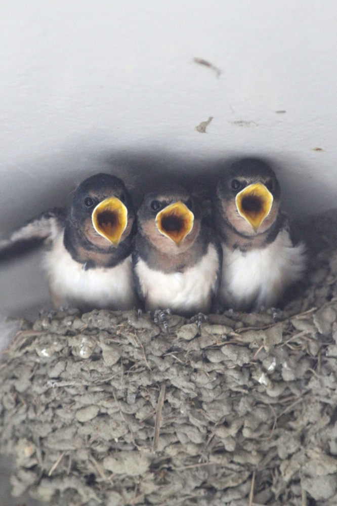 「6月末の」の画像