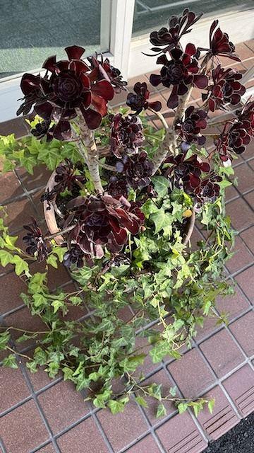 南店にある黒い植物の画像