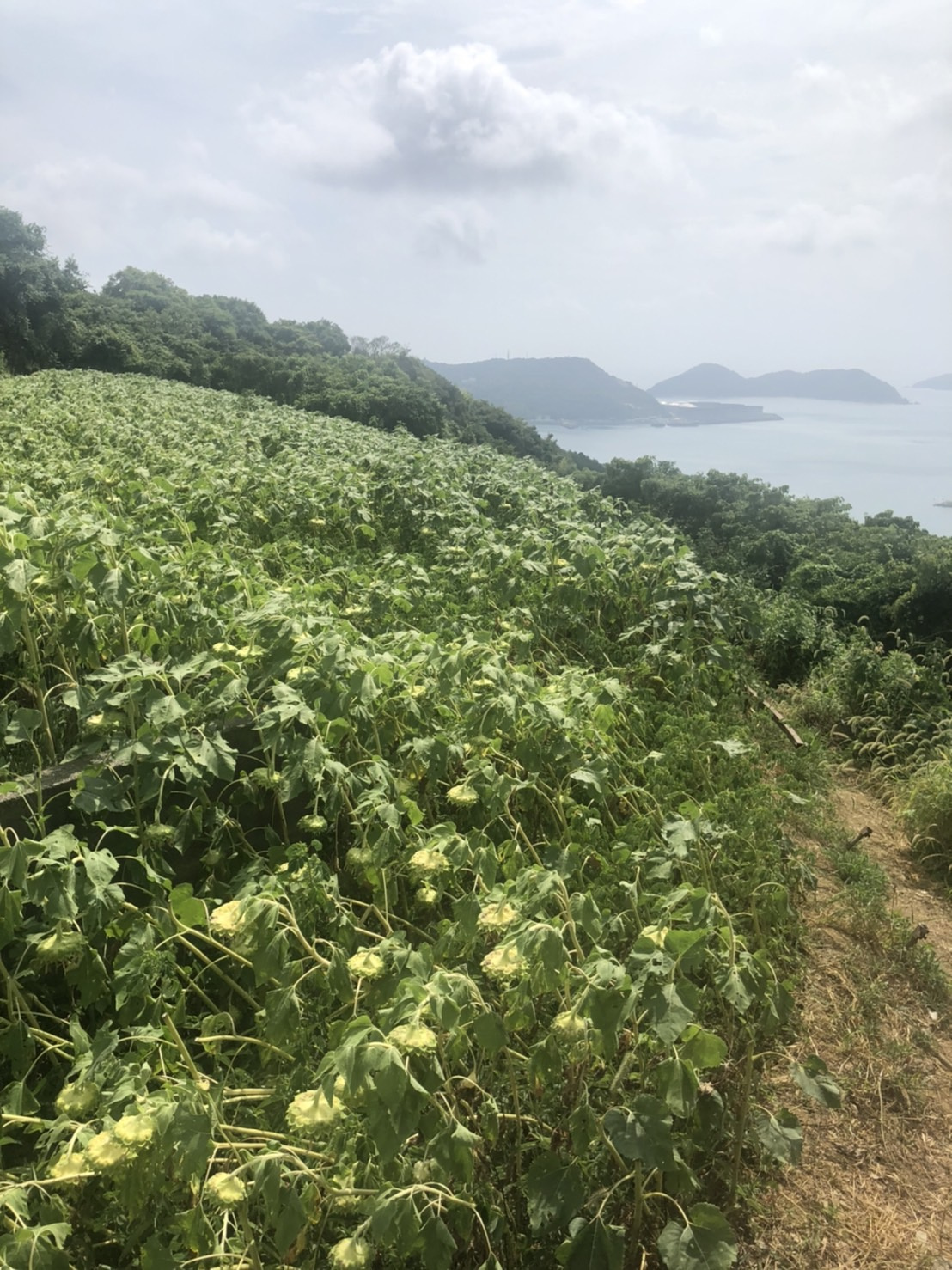 ひまわりの画像