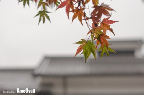 雫…雨の京都の画像