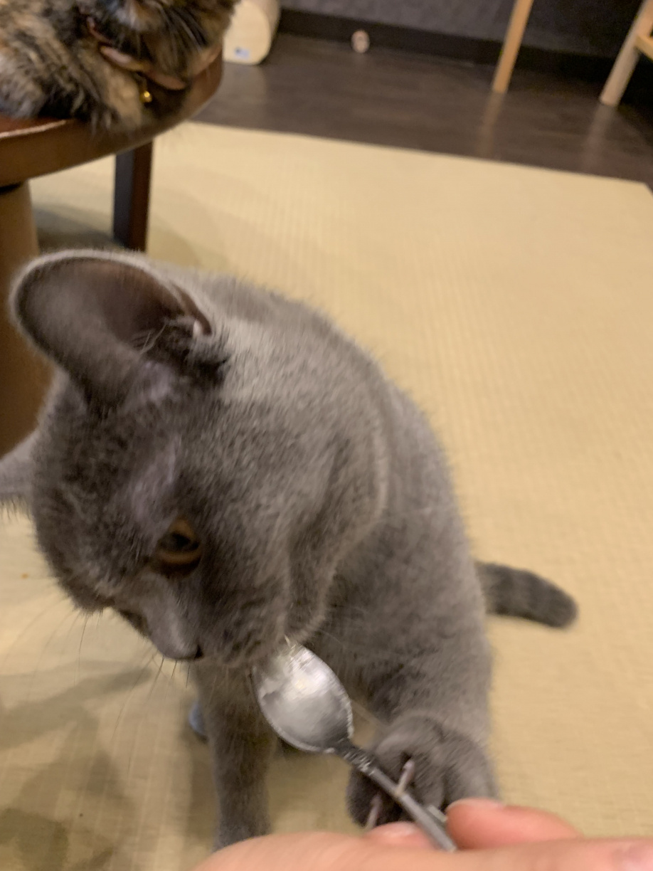 猫カフェ 猫喫茶 空陸家 新小岩店 江戸川区 葛飾区 足立区 荒川区で不動産 戸建て売買のご相談ならアサイホーム