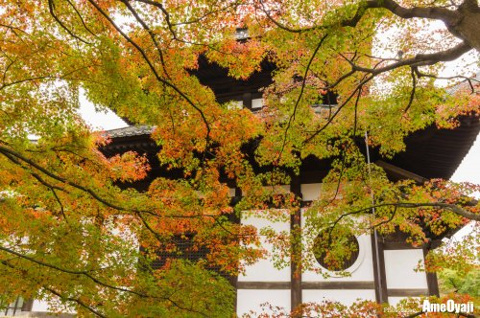 京もみじ　醍醐寺の画像