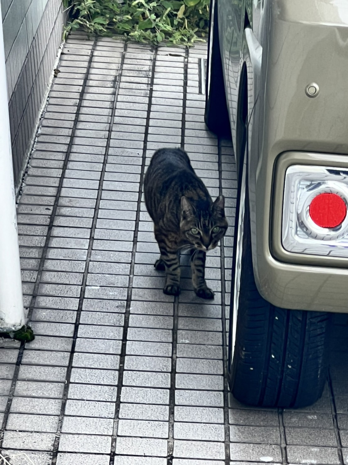 昨日に続き猫！の画像