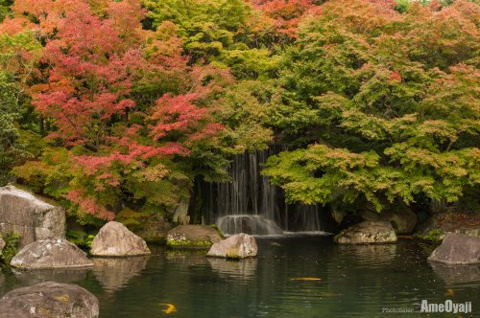 播州もみじ　姫路好古園の画像