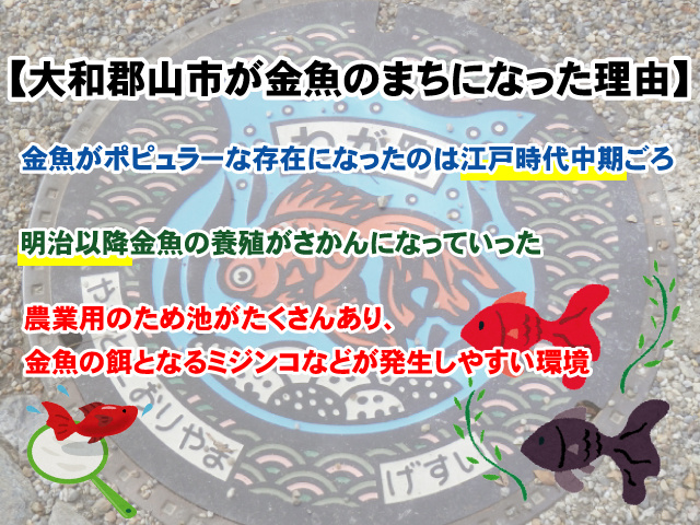 【大和郡山市が“金魚のまち”になった理由】歴史をひも解こうの画像