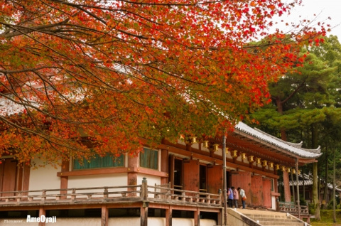 参拝…京都 醍醐寺の画像