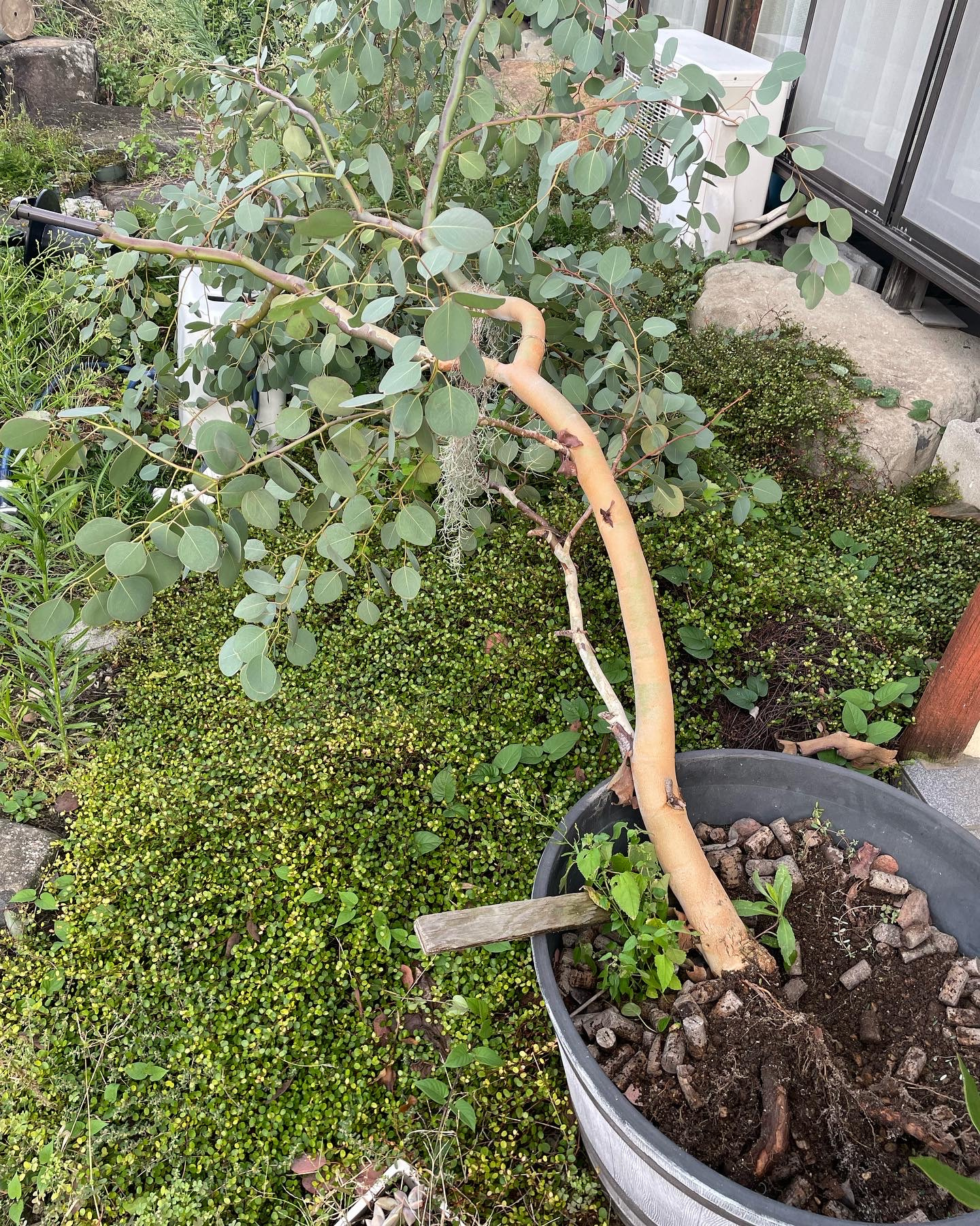 台風一過の画像