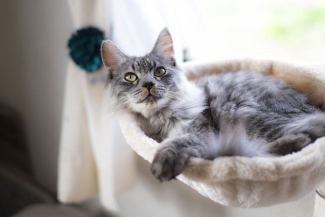ペットを飼育していた家を売却したい方に！査定額を下げないため...の画像
