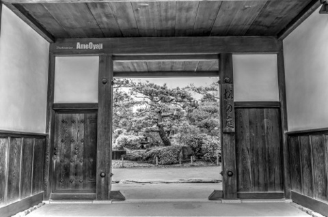 姫路 好古園　松の庭の画像