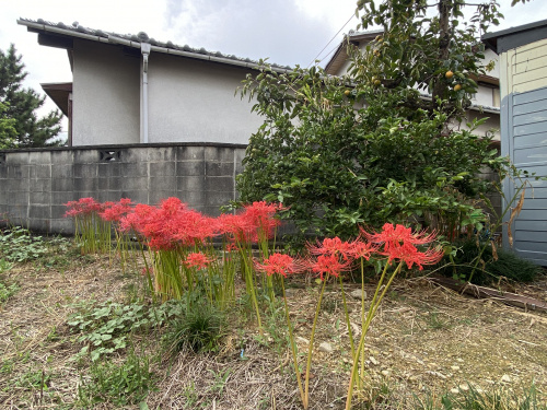 彼岸花の画像