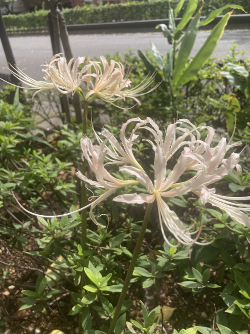 たらことYシャツとわたし・・・の画像