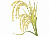 「一粒万倍日」の画像