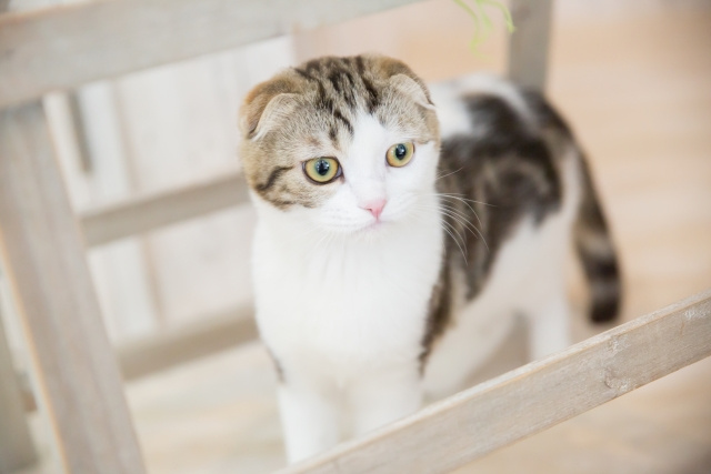 賃貸物件から猫が脱走する理由とは？防止方法や注意点もご紹介の画像