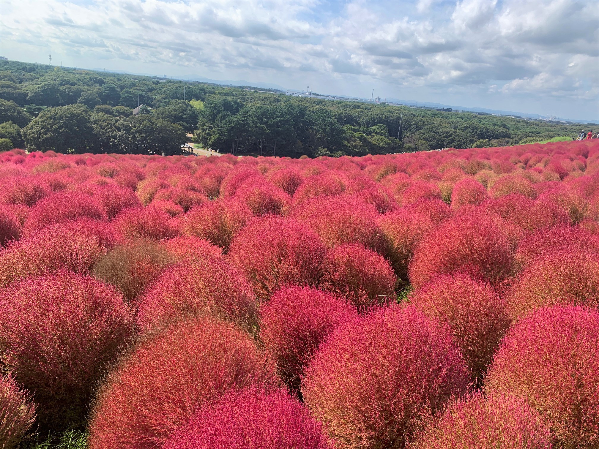 ひたち海浜公園☆彡の画像