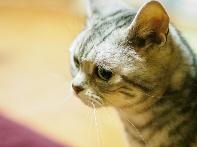 マンション飼育に向いている猫とは？人気の種類や飼育時の注意点...の画像